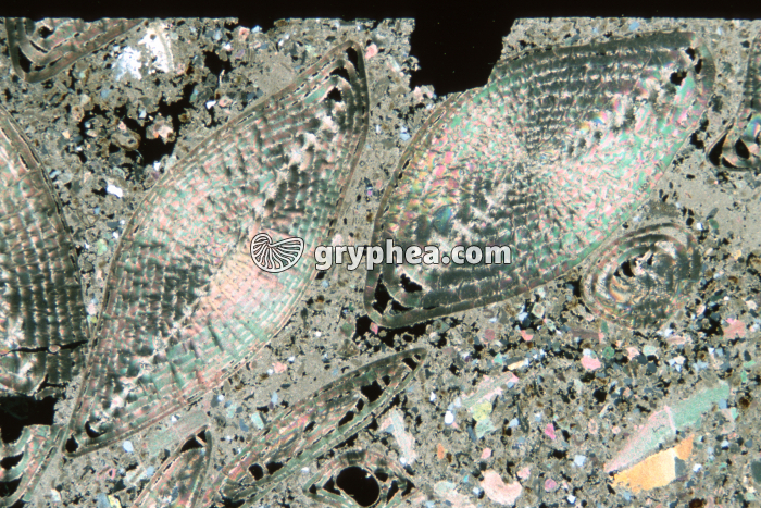 Nummulites LP x2 - gryphea.org